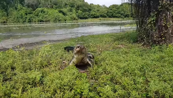 Persistent Crocodile Chases Down, Gobbles Up Aussie Angler’s Catch - Sputnik International