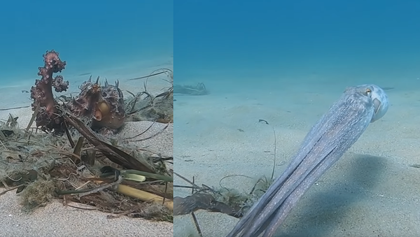 Cephalopod Camouflage: Octopus Takes Off, Turns Opaque - Sputnik International