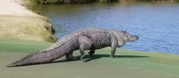 Very Large Gator On The 17th Green - Savannah, GA Golf Course Very Large Gator On The 17th Green - Savannah, GA Golf Course - Sputnik International