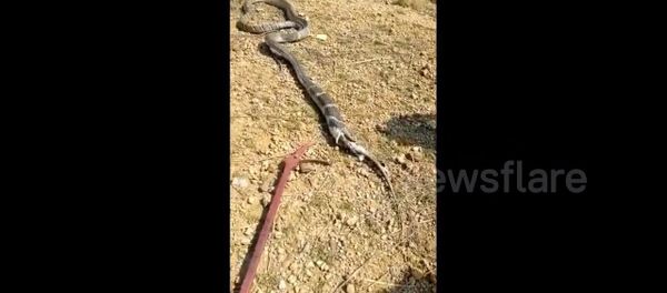 King Cobra Found in House Spits out Monitor Lizard King Cobra Found in House Spits out Monitor Lizard - Sputnik International