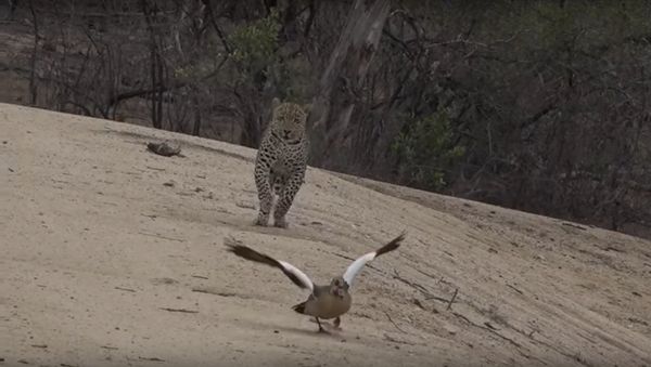 Mother Goose Outsmarts Leopard - Sputnik International