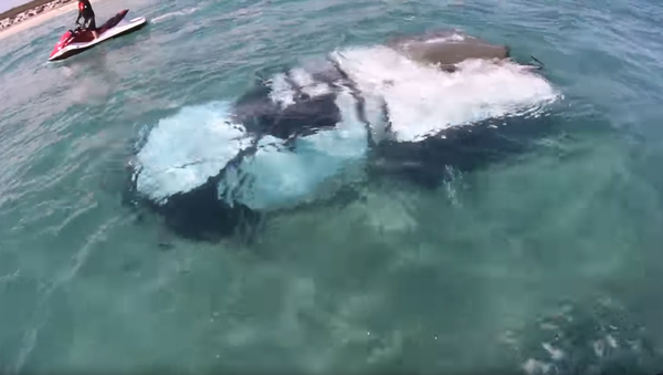 Australian Jet Skiers Stumble Upon Whale-Sized Surprise - Sputnik International
