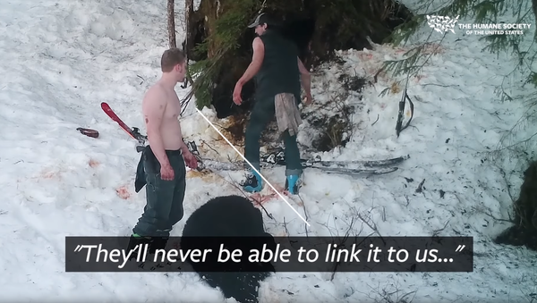 Mother Bear, Cubs’ Killers Exposed by Damning Footage (GRAPHIC VIDEO) - Sputnik International