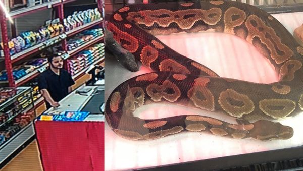 Pet Store Surveillance Catches Man Allegedly Putting Python In Pants - Sputnik International