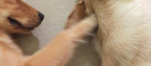 Dogs Dogs - Sputnik International