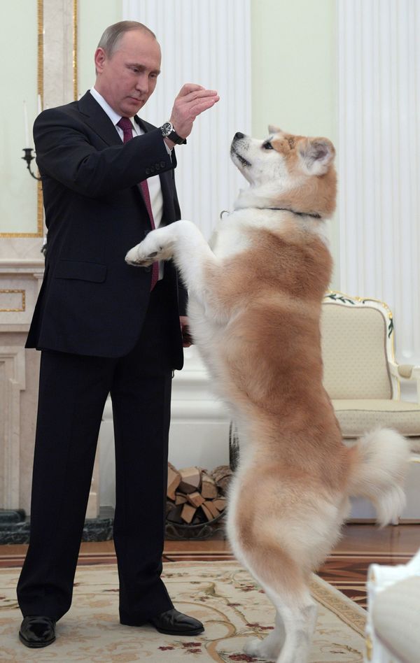 Surprise for Mr President: Tigers, Horses and Dogs Presented to Putin - Sputnik International
