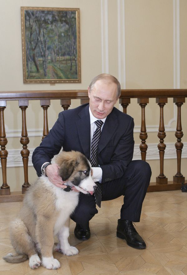 Surprise for Mr President: Tigers, Horses and Dogs Presented to Putin - Sputnik International