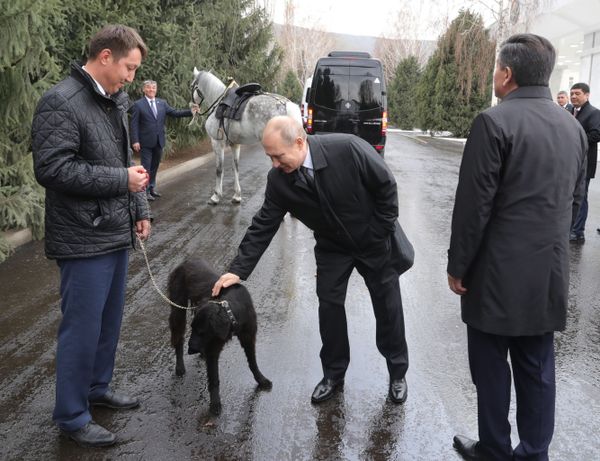 Surprise for Mr President: Tigers, Horses and Dogs Presented to Putin - Sputnik International