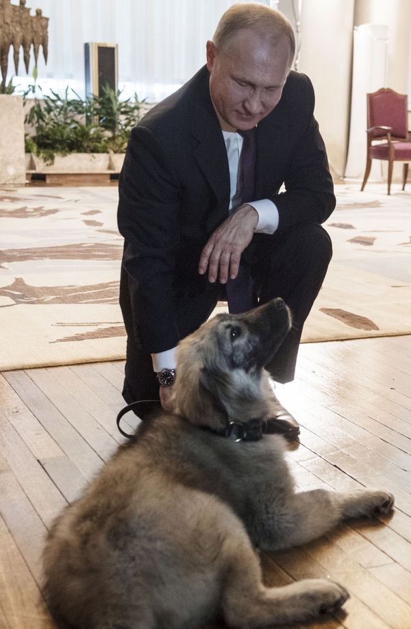 Surprise for Mr President: Tigers, Horses and Dogs Presented to Putin - Sputnik International