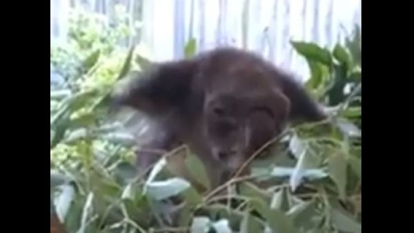Koala - Sputnik International
