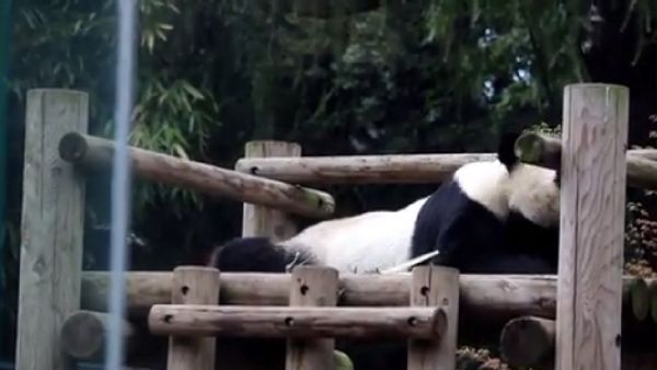 Panda and crow - Sputnik International