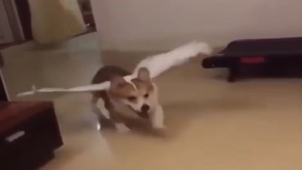 Corgi - Sputnik International