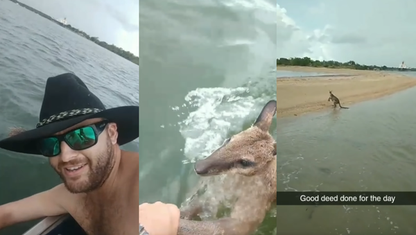 Struggling Wallaby Receives Rescue Ride from Queensland Fishermen - Sputnik International