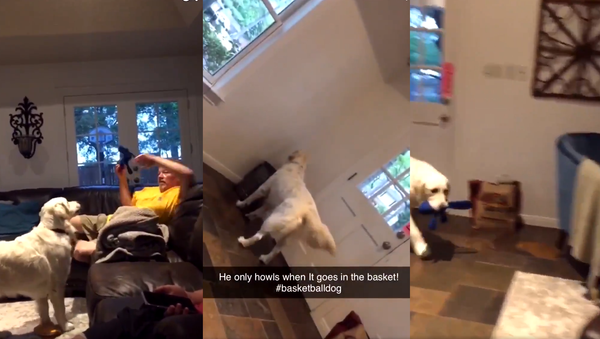 Growl or Howl: Golden Retriever Judges Family’s Free Throws - Sputnik International