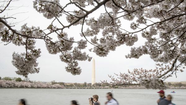 People visit the cherry blossom trees along the Tidal Basin, Saturday, March 30, 2019, in Washington. Peak bloom is expected April 1, according to the National Park Service. - Sputnik International