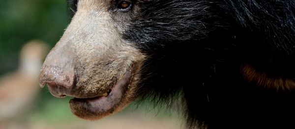 Sloth bear - Sputnik International