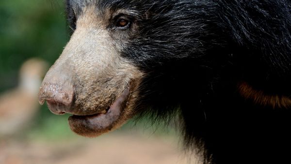 Sloth bear Sloth bear - Sputnik International