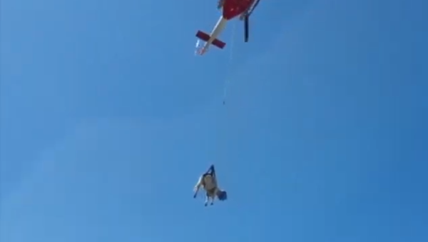 Flying Cow - Sputnik International