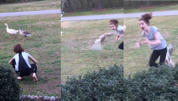 All Fight, No Flight: US Teen Taunts the Wrong Goose - Sputnik International