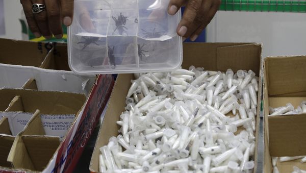 A staff of the Philippine Department of Environment and Natural Resources shows plastic containers with Tarantulas at their office in metropolitan Manila, Philippines on Wednesday, April 3, 2019. - Sputnik International