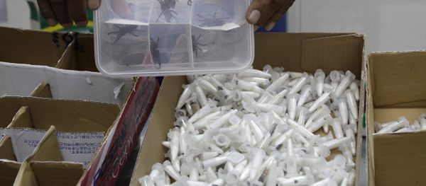 A staff of the Philippine Department of Environment and Natural Resources shows plastic containers with Tarantulas at their office in metropolitan Manila, Philippines on Wednesday, April 3, 2019. A staff of the Philippine Department of Environment and Natural Resources shows plastic containers with Tarantulas at their office in metropolitan Manila, Philippines on Wednesday, April 3, 2019. - Sputnik International