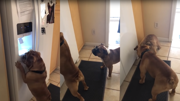 Ice Cold Canine: English Bulldog Bamboozled After Figuring Out Fridge - Sputnik International