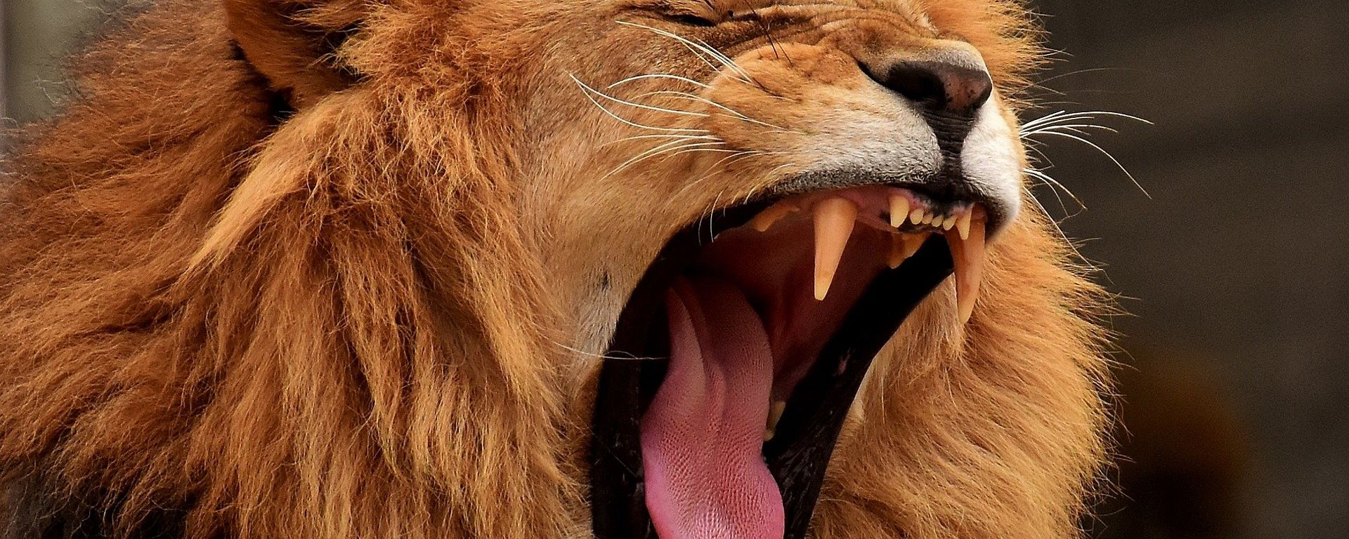 Lion roaring Lion roaring - Sputnik International, 1920, 29.08.2022