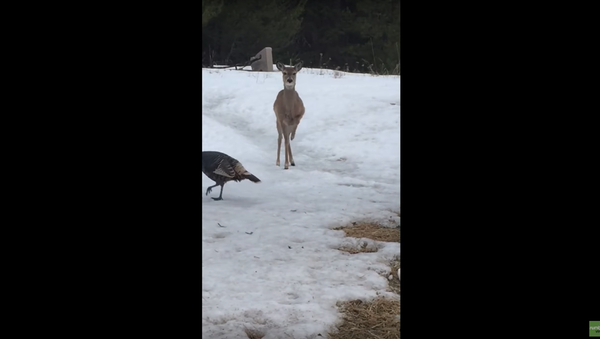 Doe Denied Treat Holds Her Ground, Stamps Hoof in Protest - Sputnik International