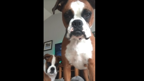 Skeptical Boxer ‘Saves’ Pup From Tablet - Sputnik International