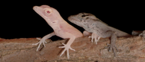 Scientists at the University of Georgia use CRISPR technology to create the world's first genetically-modified reptiles Scientists at the University of Georgia use CRISPR technology to create the world's first genetically-modified reptiles - Sputnik International