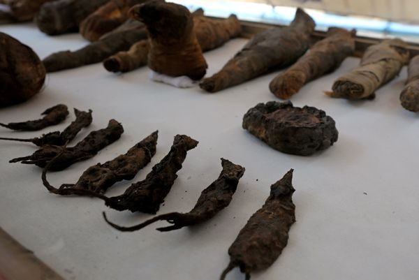 Mummified mice and falcons on display at the newly discovered burial site, the Tomb of Tutu, at al-Dayabat, Sohag Mummified mice and falcons on display at the newly discovered burial site, the Tomb of Tutu, at al-Dayabat, Sohag - Sputnik International