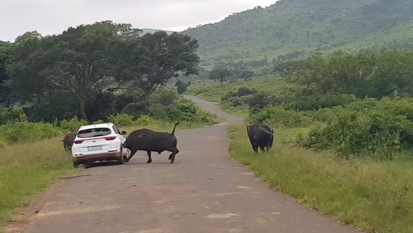 Buffalo Rams Car in African Hluhluwe–Imfolozi Park - Sputnik International