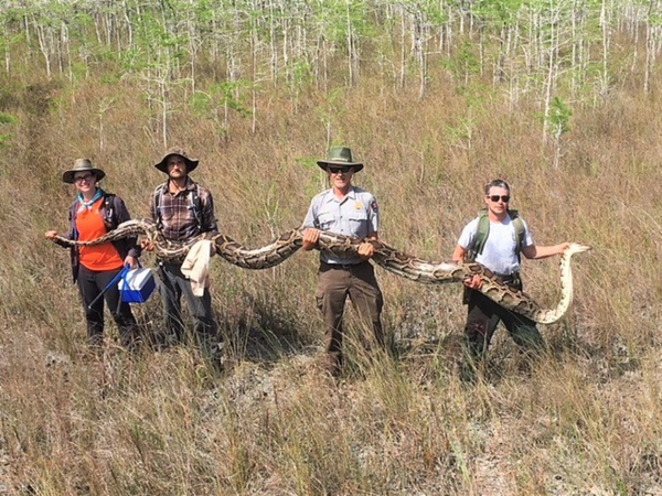 Officials from Florida's Big Cypress National Preserve hold a massive 17-Foot python Officials from Florida's Big Cypress National Preserve hold a massive 17-Foot python - Sputnik International