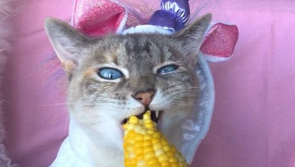 Cat - Sputnik International