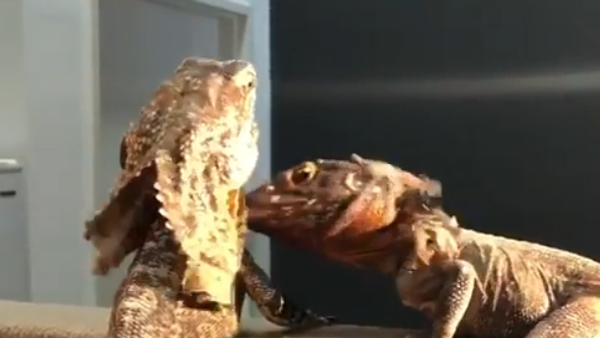 Lizards - Sputnik International