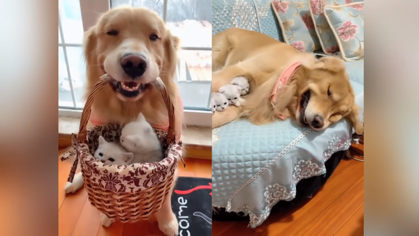Gentle Golden Retriever Warms Up to Kitten Additions - Sputnik International