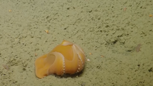 Shy Octopus - Sputnik International