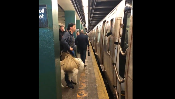 Video of ‘Wrapped’ Dog Denied Ride Sparks Debate Over NY Subway’s Carrier Policy - Sputnik International