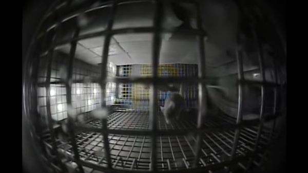 Supplementary Video One - Sputnik International