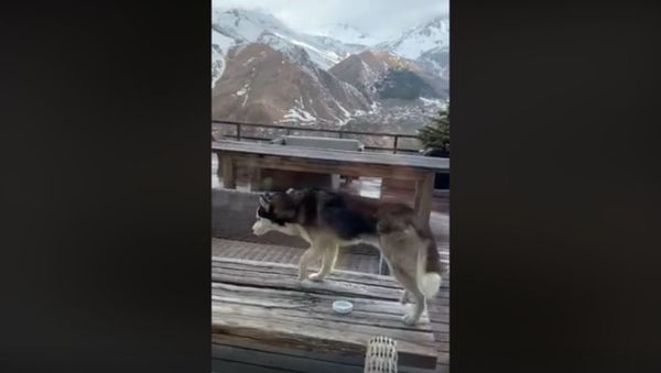Husky Thinks He is a Cat - Sputnik International