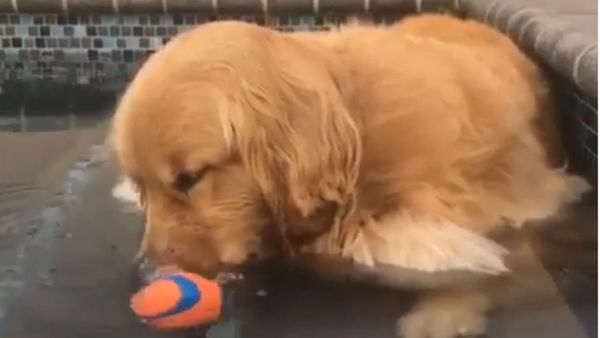 Golden Retriever Performs Bubbles Attack - Sputnik International