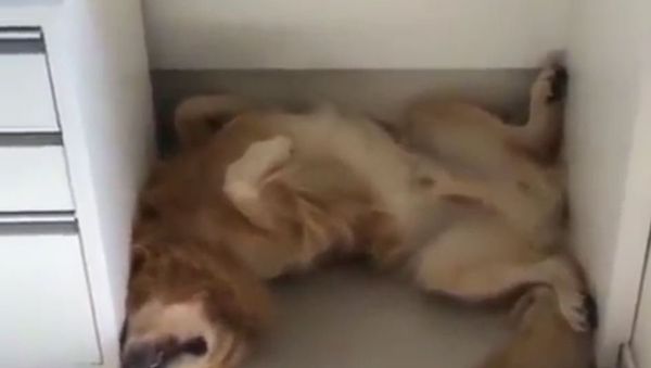 Golden Retriever Sleeps Under Table - Sputnik International