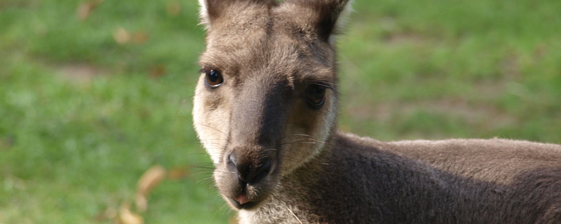 Kangaroo (File photo). - Sputnik International, 1920, 11.05.2023