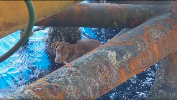 Dog Rescued 137 Miles From Shore in Gulf of Thailand - Sputnik International