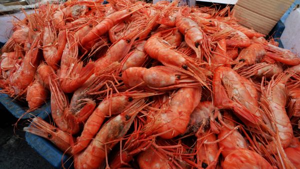 Shrimps - Sputnik International