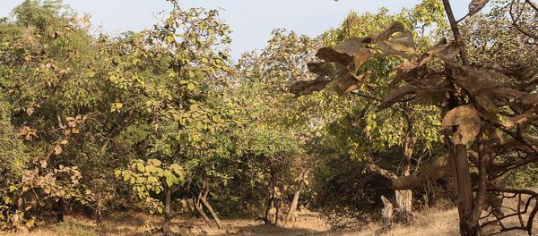 Teak trees in Gir Forest National Park Teak trees in Gir Forest National Park - Sputnik International