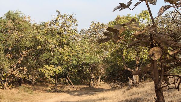 Teak trees in Gir Forest National Park - Sputnik International
