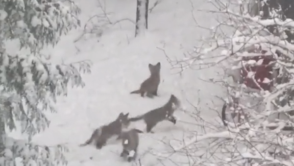 Five Baby Foxes Frolic in Spring Snowfall - Sputnik International