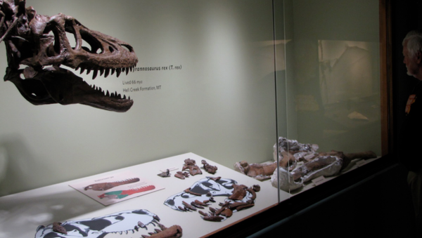 Baby T-rex fossils - Sputnik International