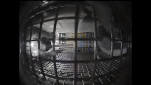NASA researchers send mice to the International Space Station to better understand how space affects astronauts - Sputnik International